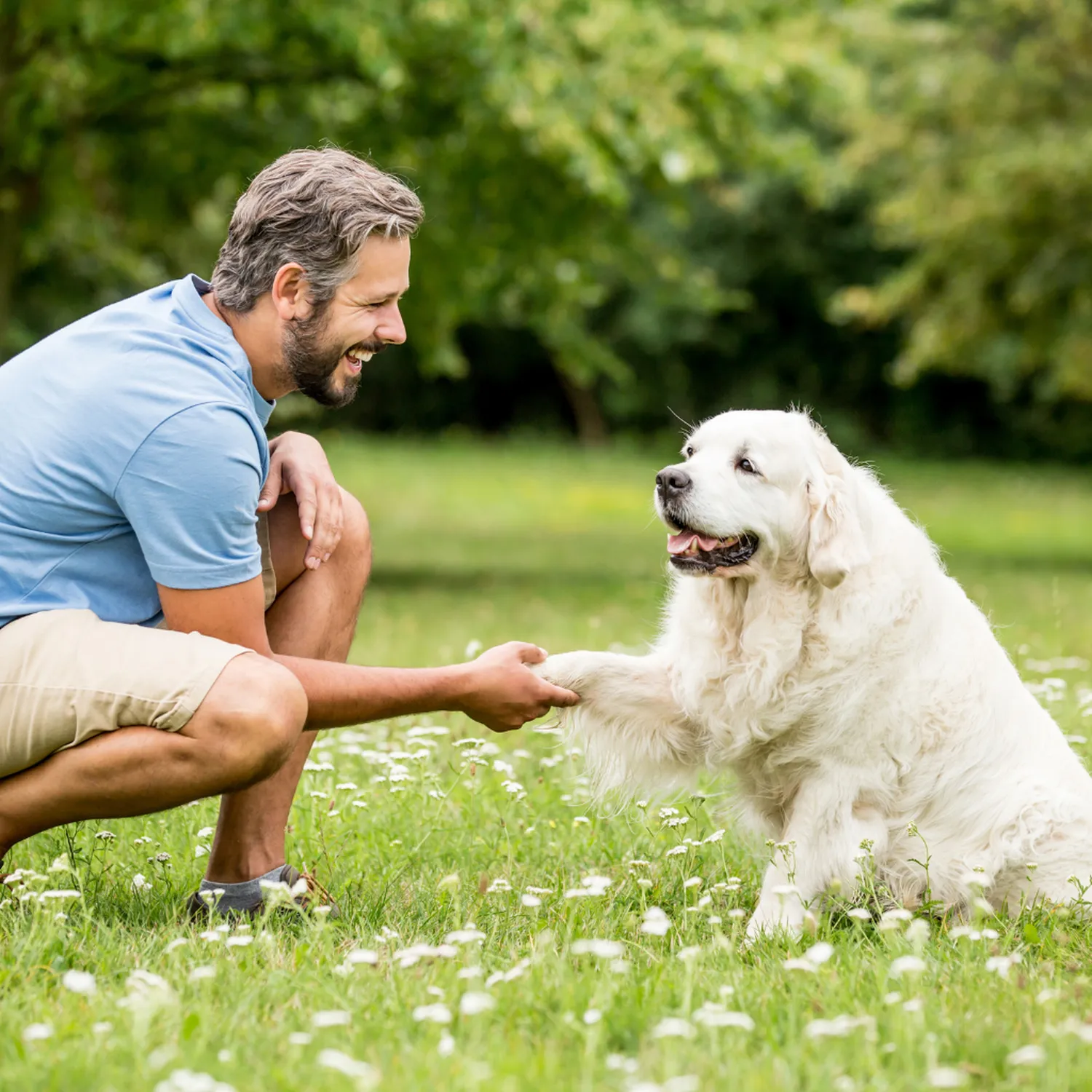 HanseMerkur Versicherung - Tierversicherung - Ein Mann hockt lächelnd auf einem Rasen und hält dabei die Pfote eines flauschigen weißen Golden Retrievers.
