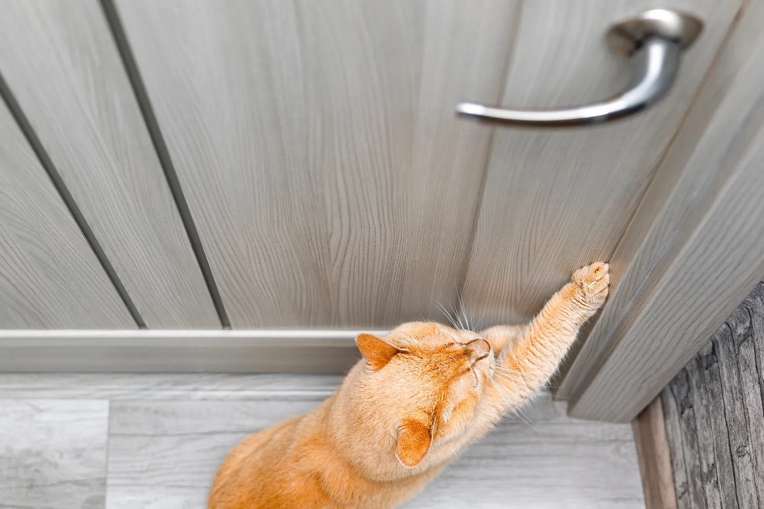 HanseMerkur Versicherung - Tierversicherung - Die Katze möchte die Zimmertür öffnen. Die Katze kratzt an der Tür. Geschlossene Tür. Türklinke.