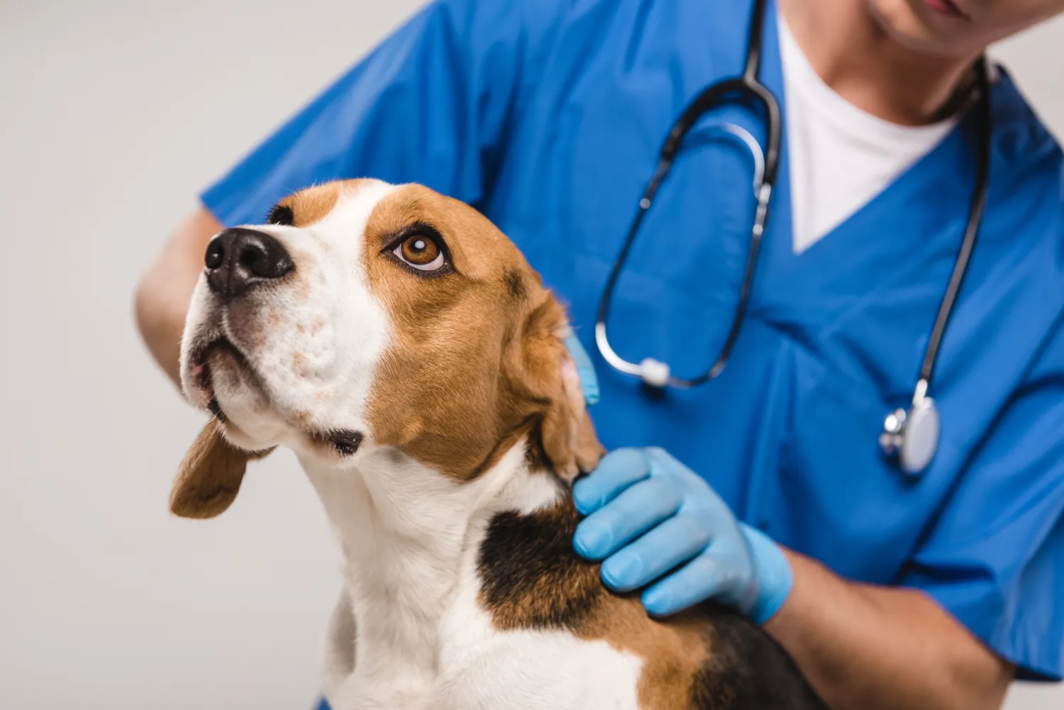 HanseMerkur Versicherung - Tierversicherung - Ausschnitt einer Tierärztin, die einen Beagle untersucht, isoliert auf grauem Hintergrund.
