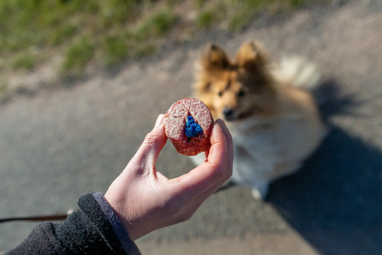 HanseMerkur Versicherung - Tierversicherung - Shetland Sheepdog vor einem Hundeköder
