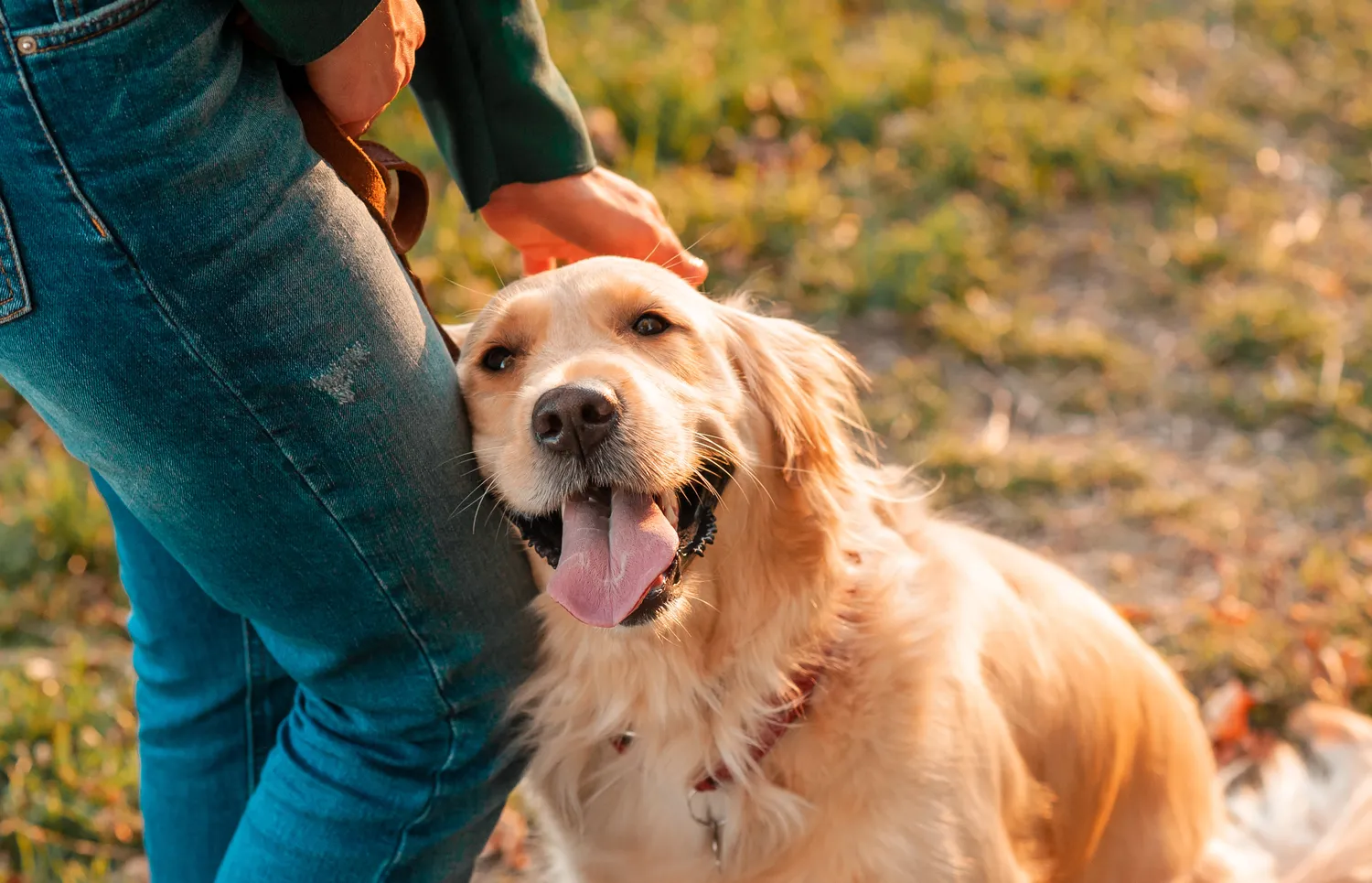 HanseMerkur Versicherung - Tierversicherung - Nahaufnahme eines lächelnden Golden Retrievers vor sommerlichem Hintergrund. Eine lächelnde Frau umarmt ihren Golden Retriever mit der Hand.
