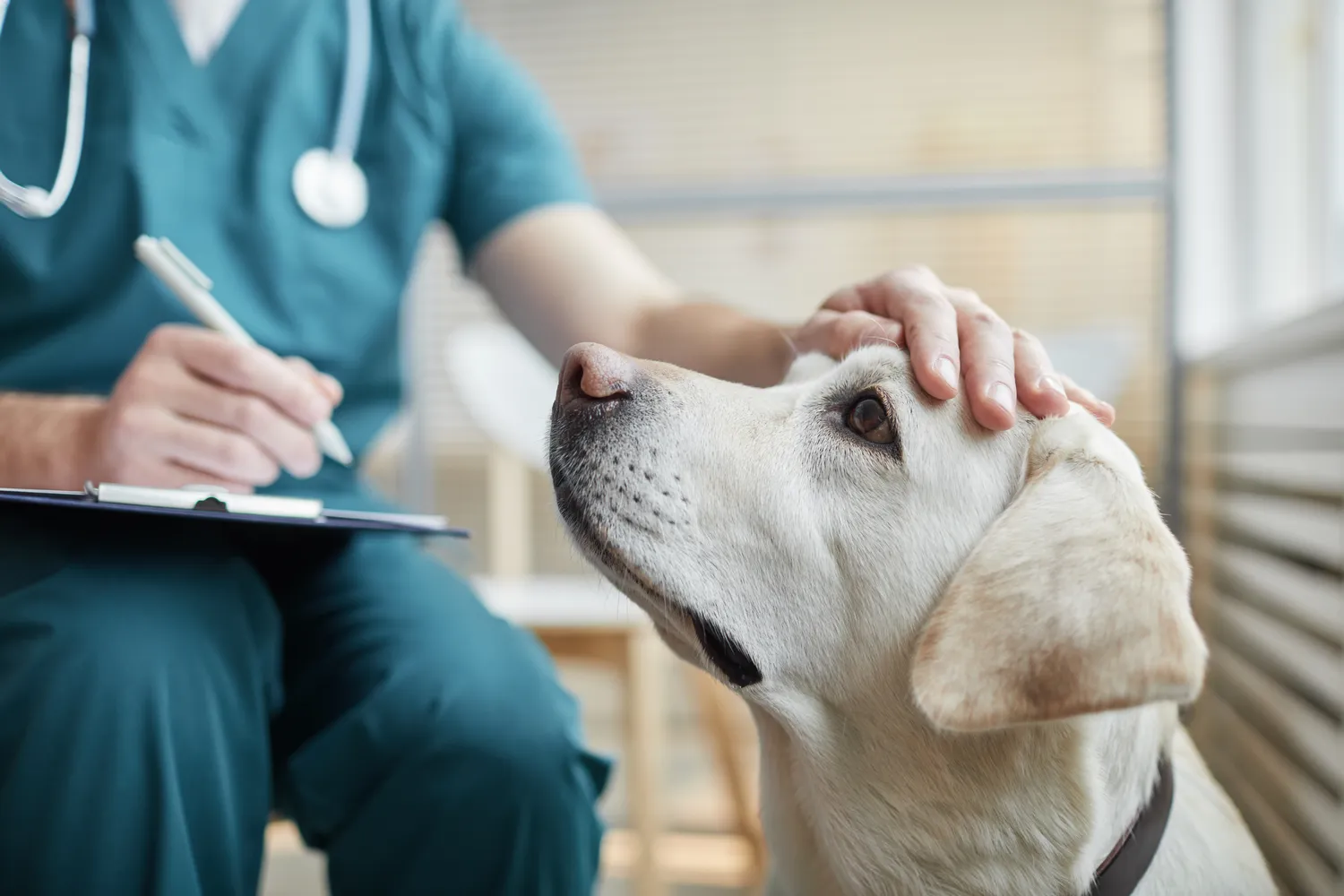 HanseMerkur Versicherung - Tierversicherung - Nahaufnahme eines weißen Labradors in der Tierarztpraxis, ein Tierarzt streichelt ihm über den Kopf (Platz für Text).