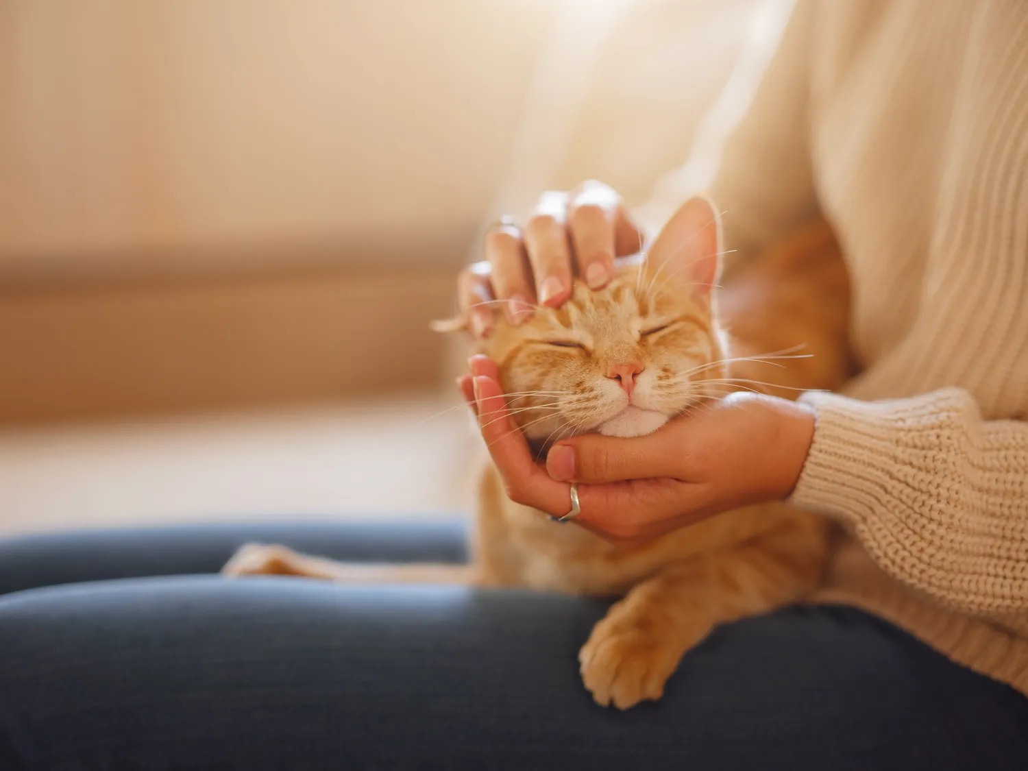 HanseMerkur Versicherung - Tierversicherung - Eine junge Asiatin in einem warmen Pullover ruht sich an einem Herbsttag mit ihrer getigerten Katze auf dem Sofa aus. Innenaufnahme einer bezaubernden Frau mit ihrem roten Haustier. Morgendliche Ruhezeit zu Hause. Weichzeichner.