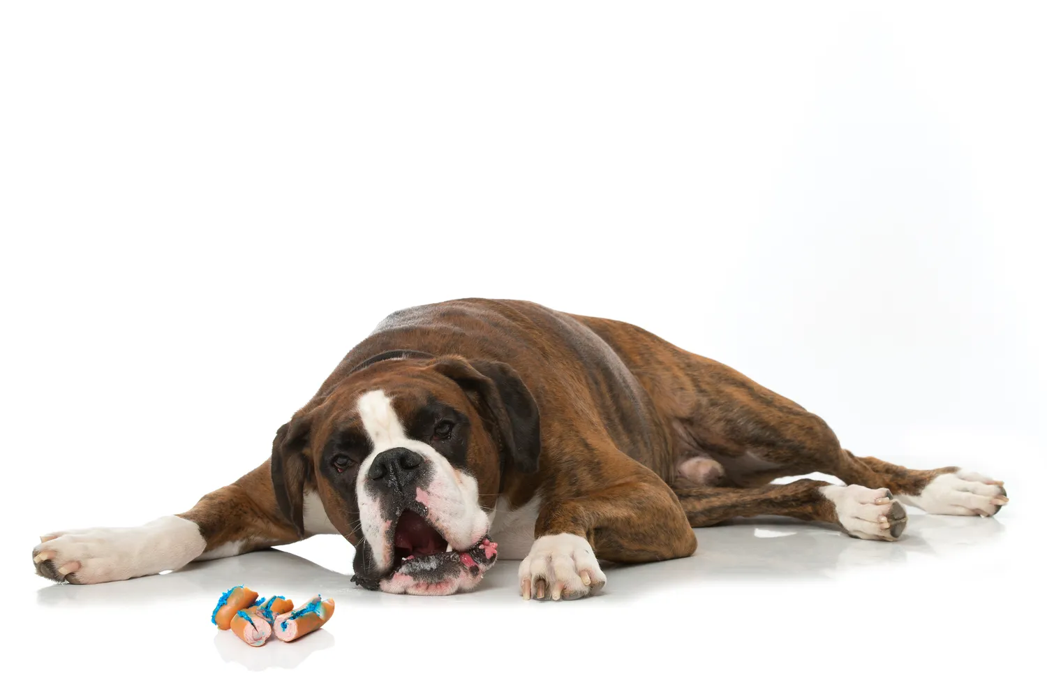 HanseMerkur Versicherung - Tierversicherung - Hund hat Giftköder gefressen