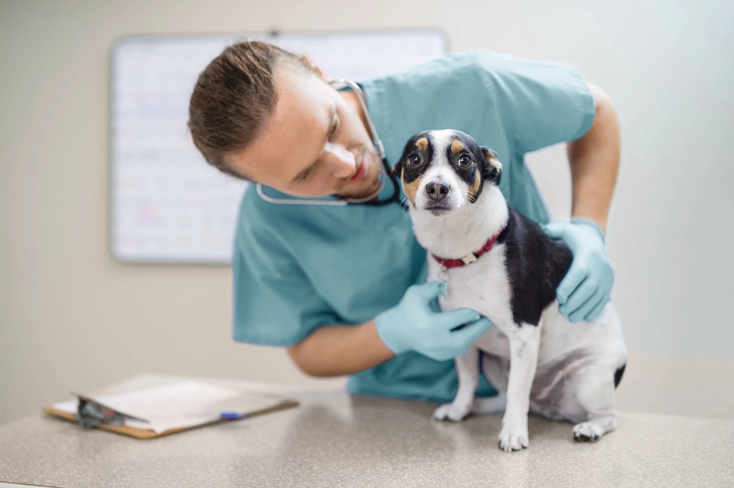 HanseMerkur Versicherung - Tierversicherung - Ein Tierarzt führt eine körperliche Untersuchung an einem Hund durch.