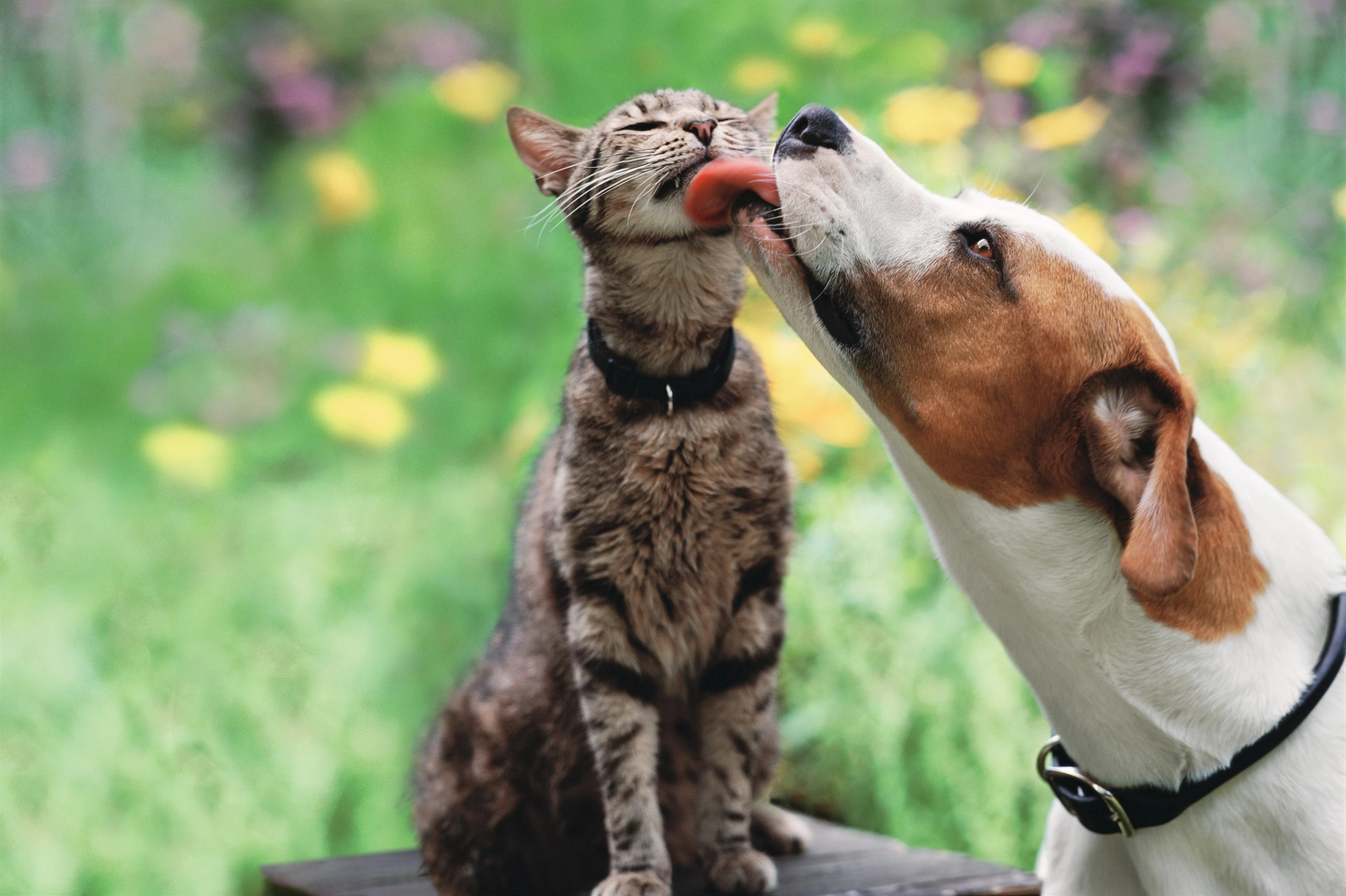 HanseMerkur Versicherung - Tierversicherung - In einem grasbewachsenen Garten sitzt eine braungetigerte Katze geduldig da, während ein braun-weißer Hund ihr liebevoll das Kinn leckt.