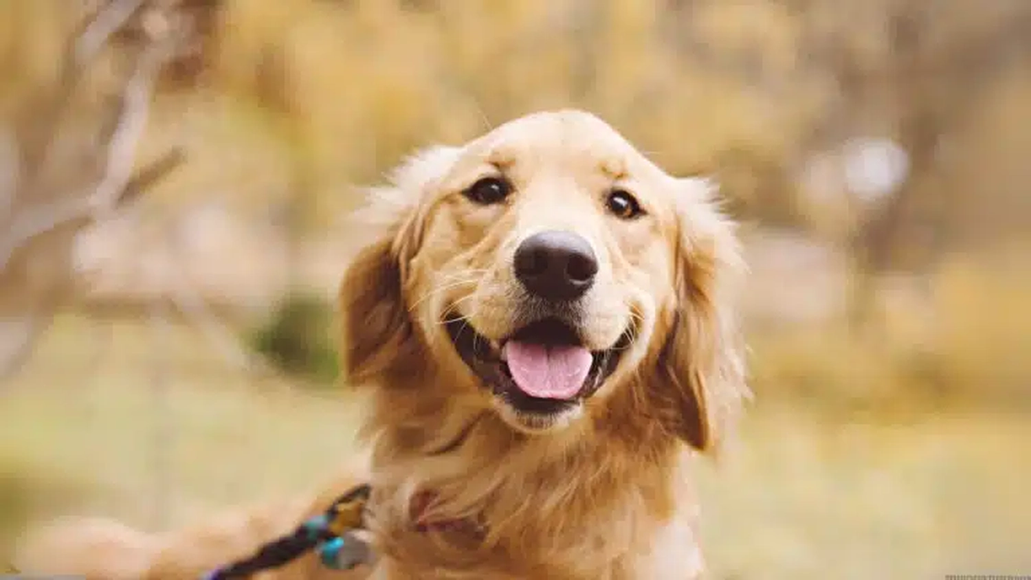 HanseMerkur Versicherung - Tierversicherung - Hund