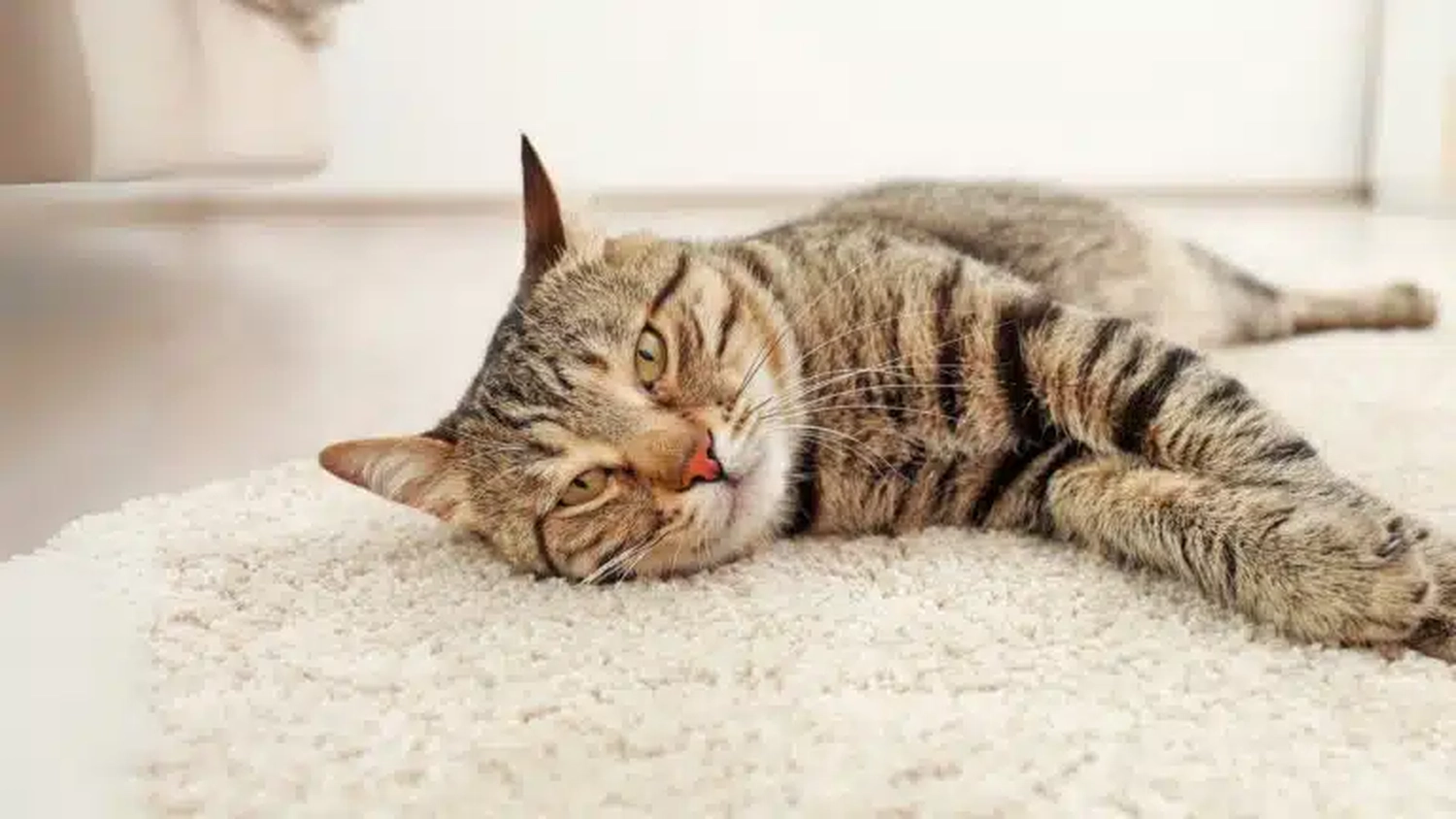 HanseMerkur Versicherung - Tierversicherung - Katze
