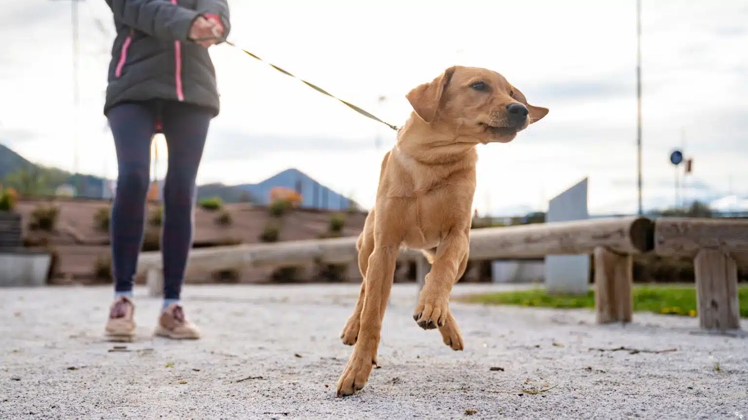 HanseMerkur Versicherung - Tierversicherung -  Frau mit hund