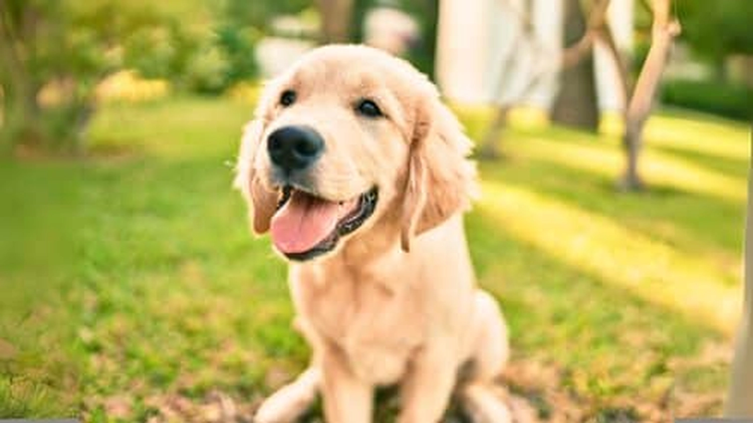 HanseMerkur Versicherung - Tierversicherung -  Hund