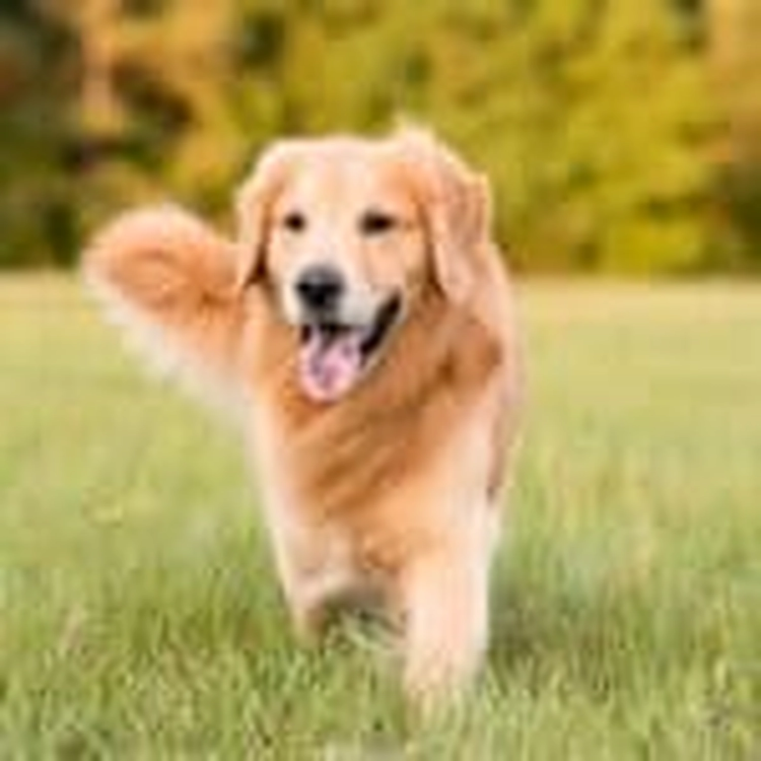 HanseMerkur Versicherung - Tierversicherung -  Hund
