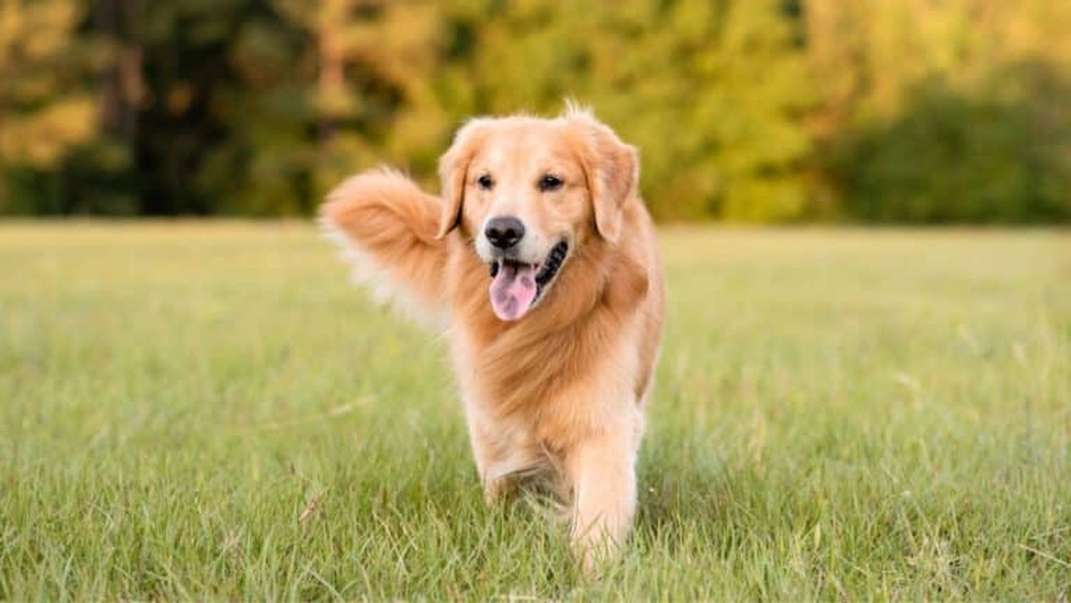 HanseMerkur Versicherung - Tierversicherung -  Hund