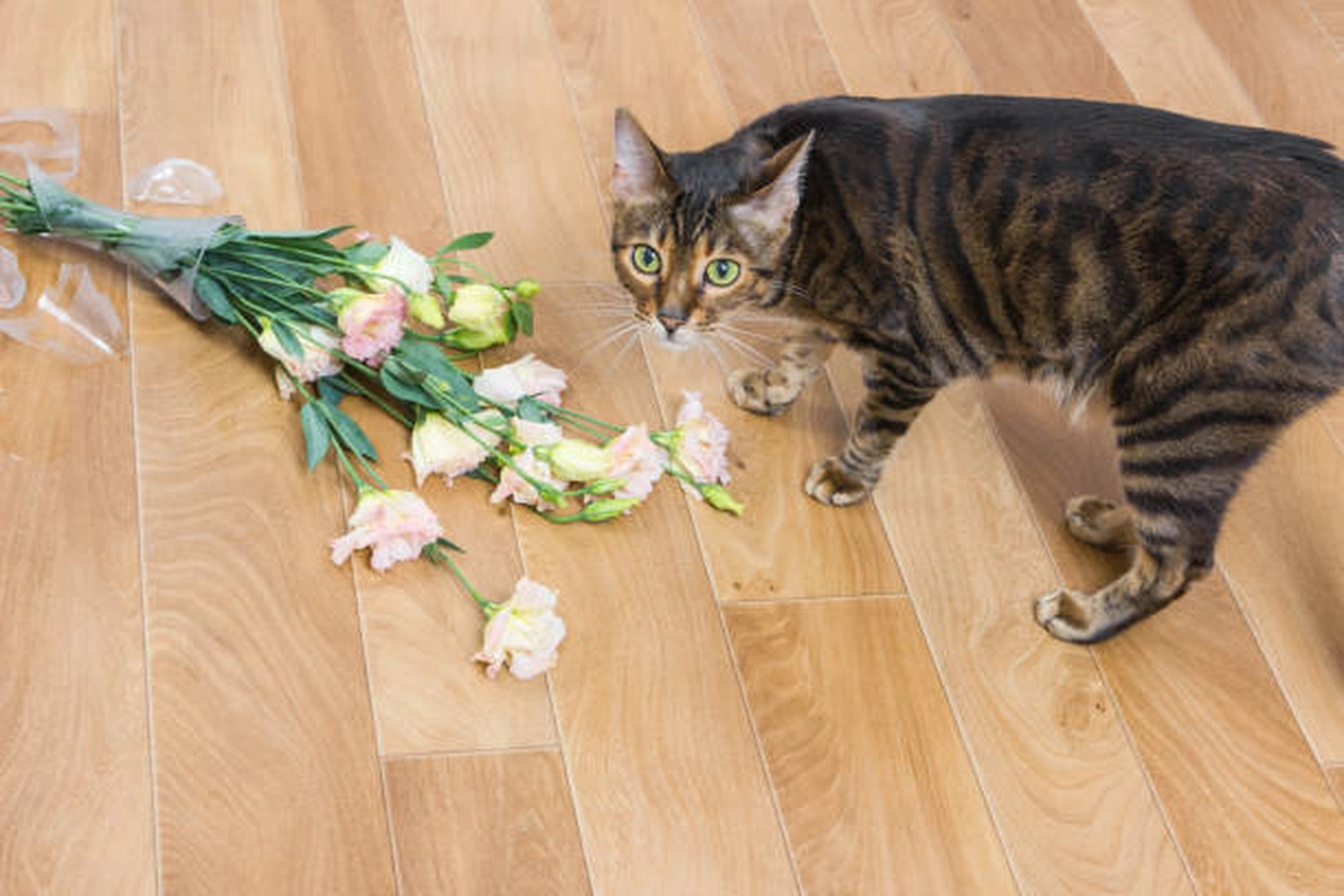 HanseMerkur Versicherung - Tierversicherung - Eine gestreifte Bengalkatze steht auf einem hellen Holzboden neben einem umgestoßenen Strauß rosa und weißer Blumen.