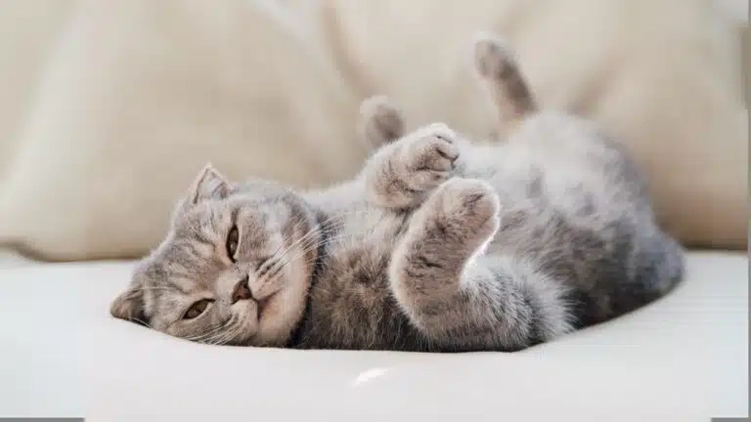 HanseMerkur Versicherung - Tierversicherung - Katze