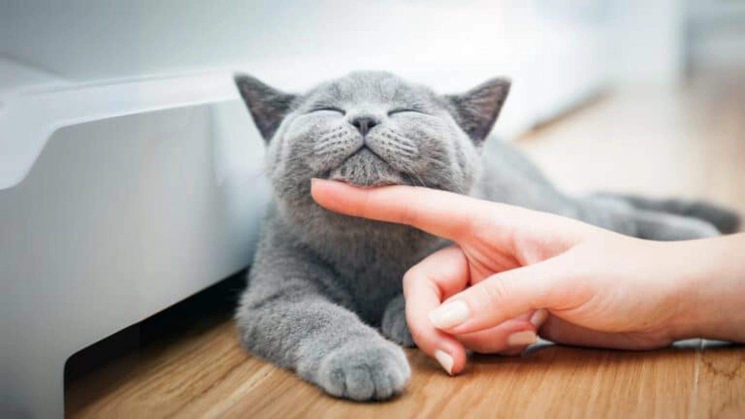 HanseMerkur Versicherung - Tierversicherung - Katze