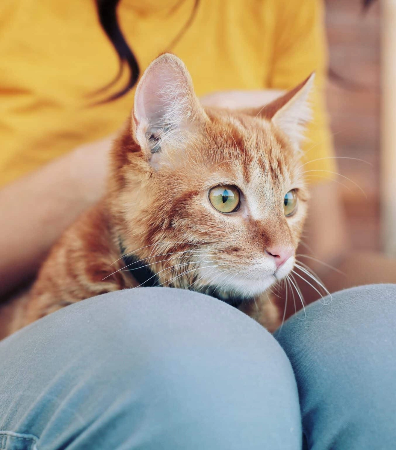 HanseMerkur Versicherung - Tierversicherung - Katze