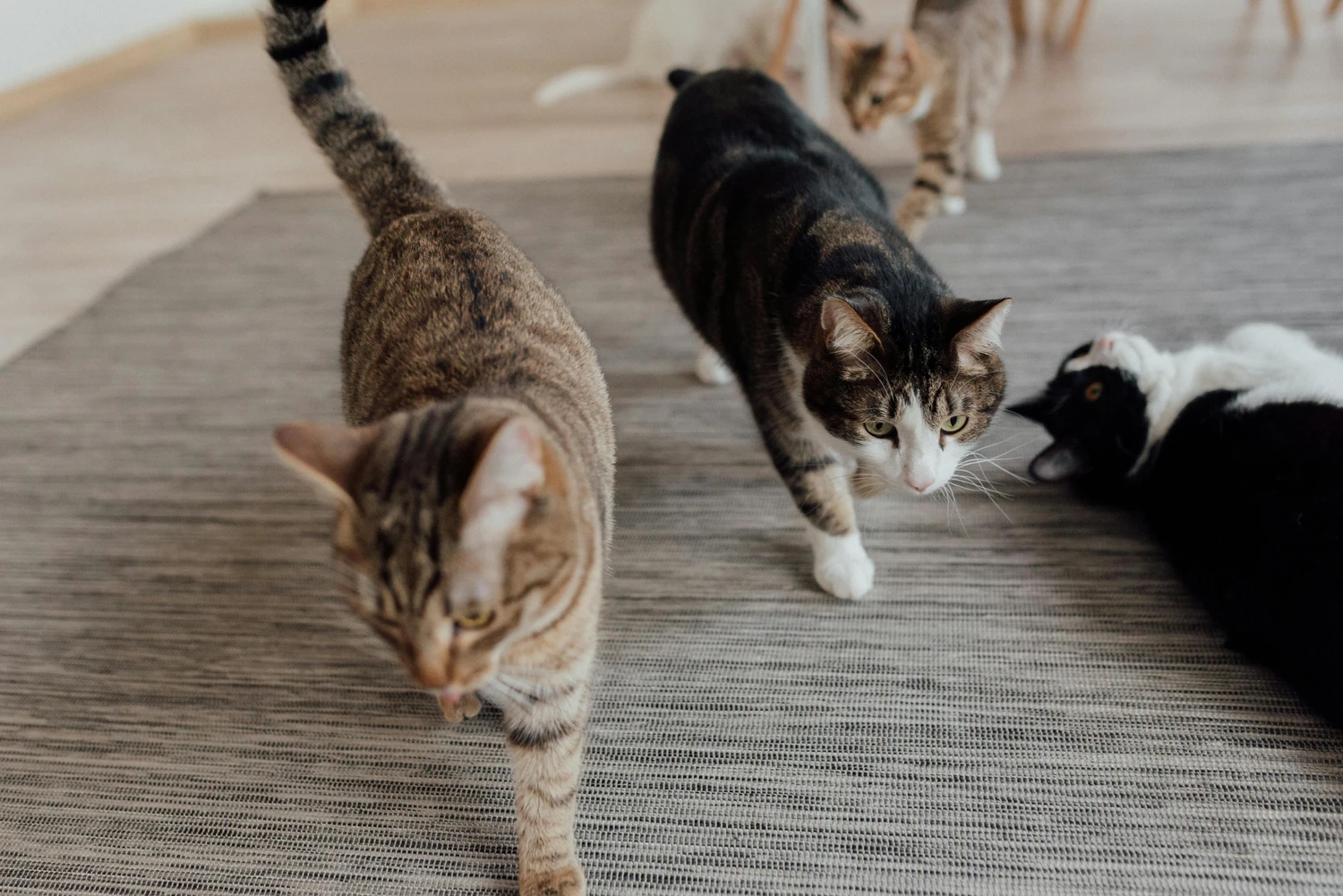HanseMerkur Versicherung - Tierversicherung - Katzen