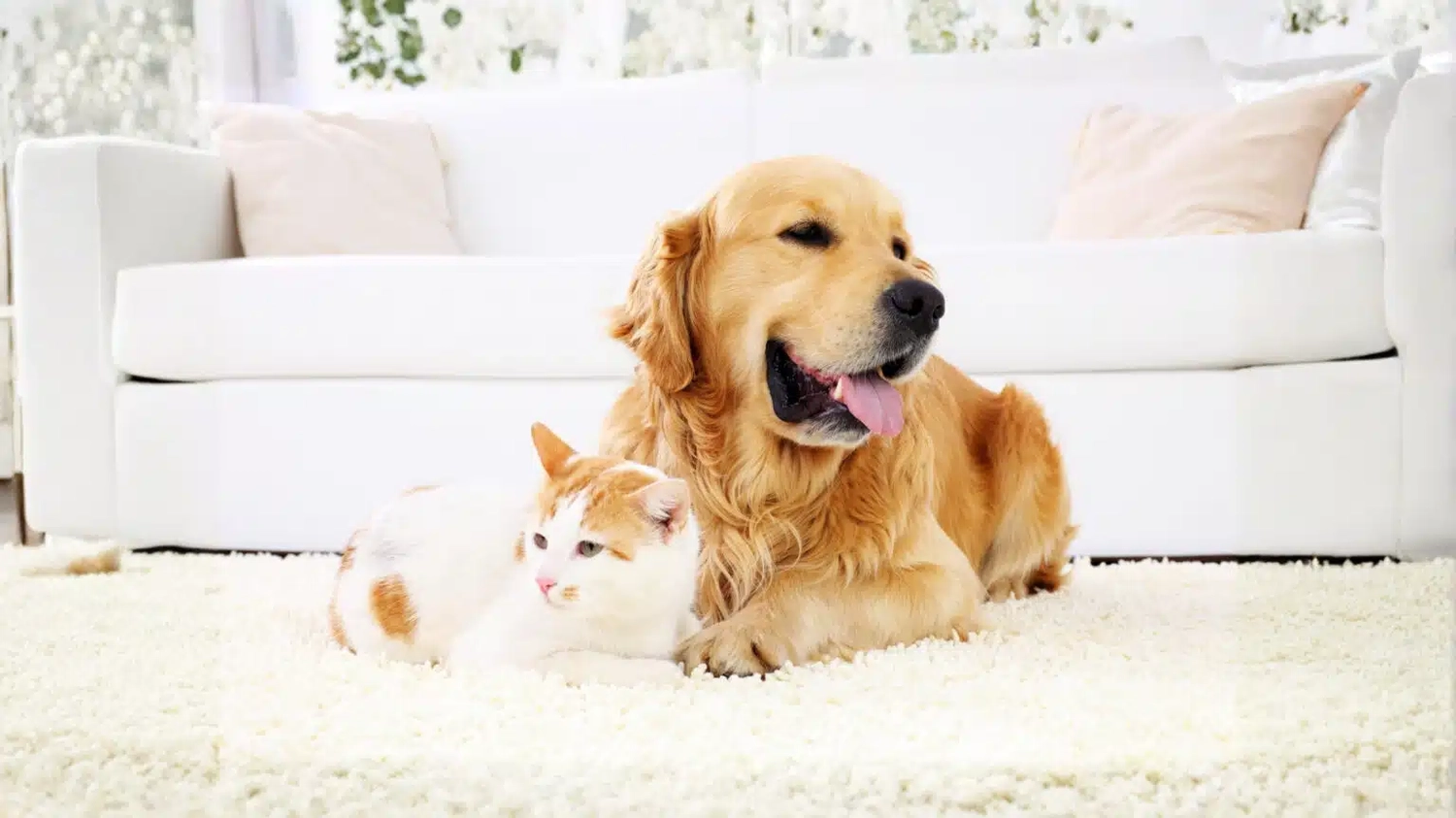 HanseMerkur Versicherung - Tierversicherung - Hund und katze